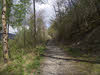 Track in Great Wood, Keswick
