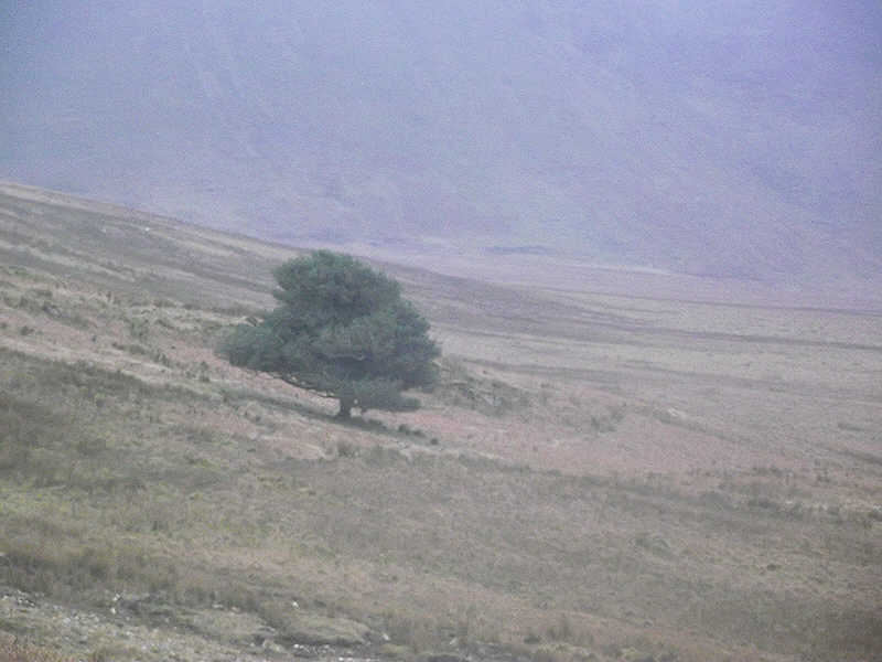 The Mosedale Holly Tree 