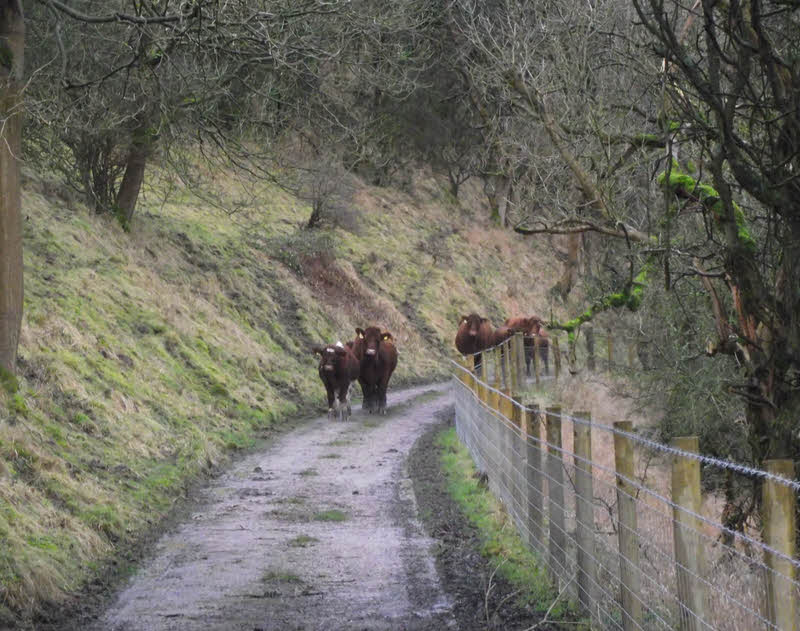 Cattle in Manifold Valley 