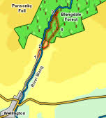 Blengdale Forest 