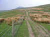 Long Lane, Pen-y-Ghent