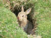 Rabbits in Ribblesdale