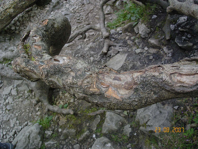 Penny Bough Malham