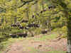 Herdwick Sheep in Tilberthwaite 