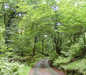 Lags Coppice, Tarn Hows 