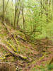 Redbank Wood