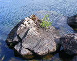 Isolated Tree, Wastwater Screes