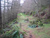 Whinlatter Forest track