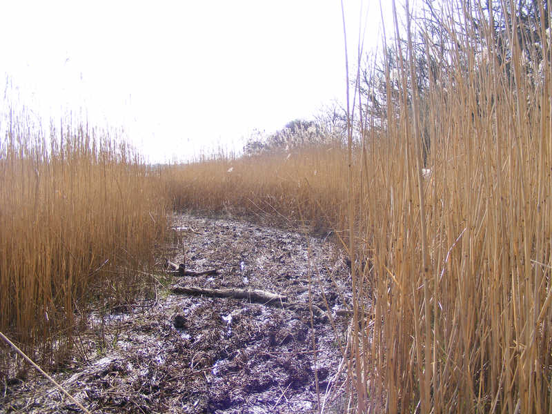 Esk Estuary Path