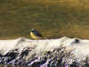 Link to picture of Burnhope Reservoir