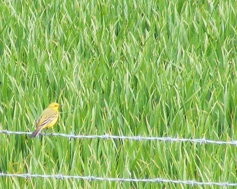 Male Yellow Wagtail