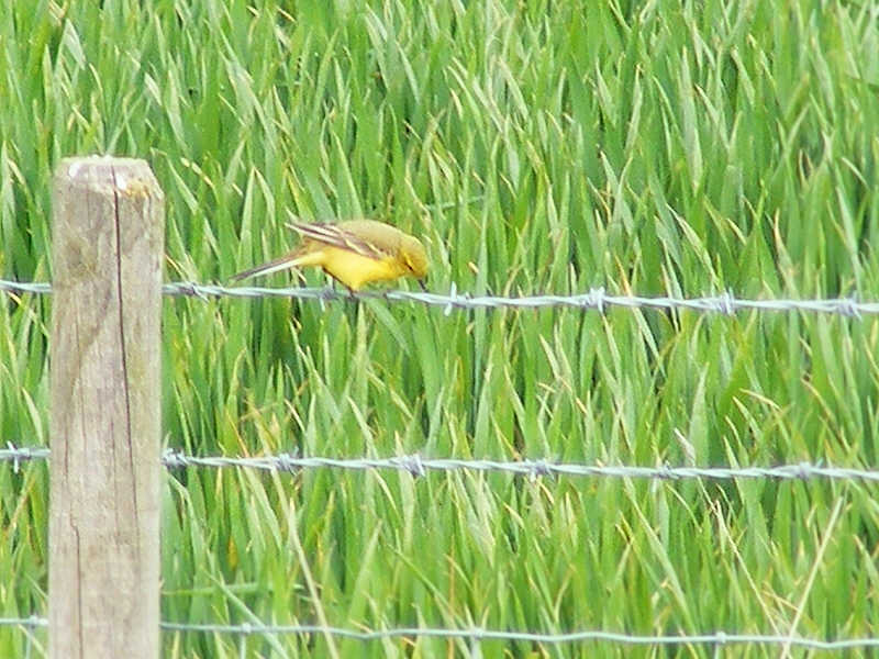 Male Yellow Wagtail