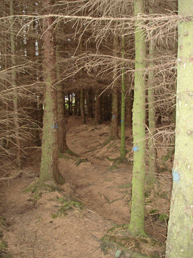 Amongst the Trees at Burnhope Reservoir