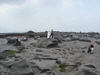 Picture of Kinder Low