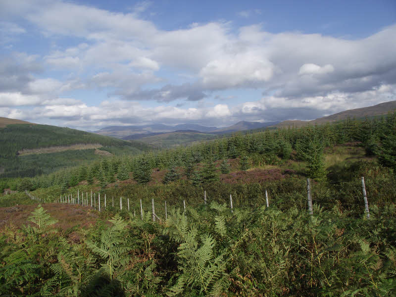 Garbat Forest